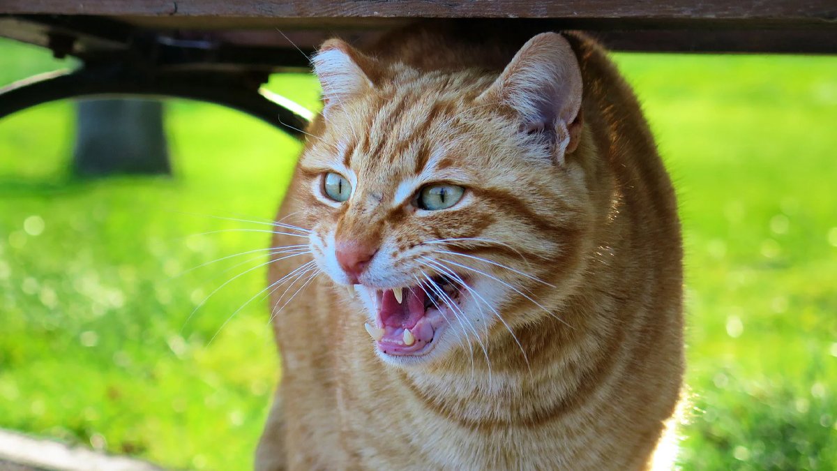 Kedi Tırmalamasında Kuduz Belirtileri