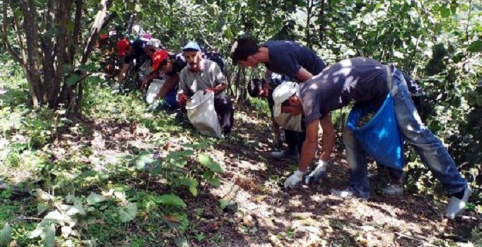 Fındık işçilerine "düşük rekolte" uyarısı