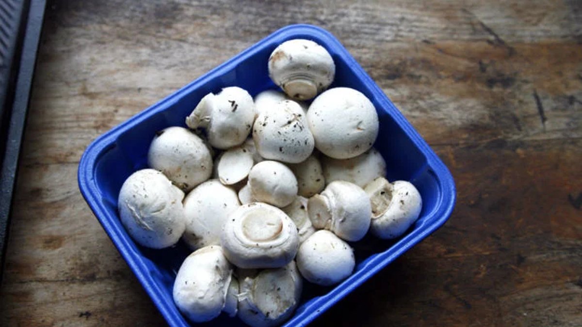 Kültür Mantarı Nedir?