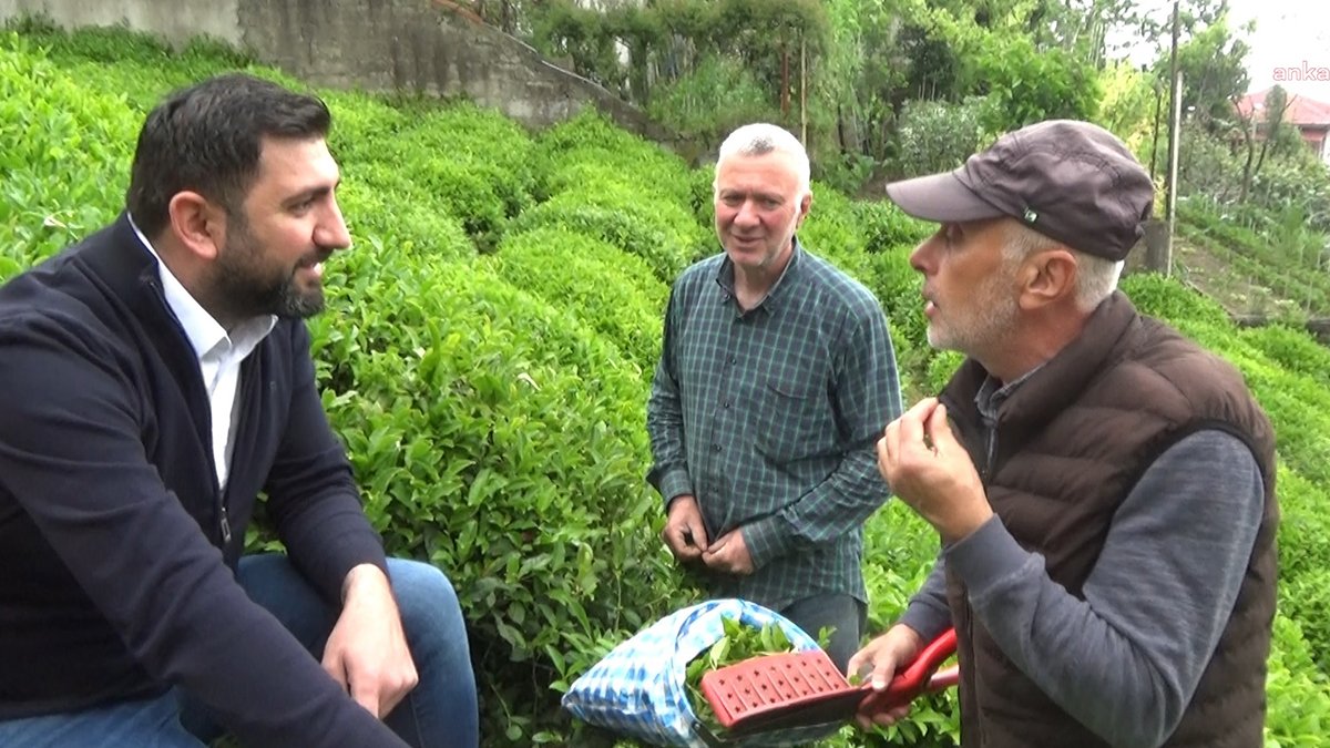 Çay üreticisi isyanda: İşçi alamıyoruz, gübre fiyatları aldı başını gitti, yaş çay alım fiyatı çok düşük