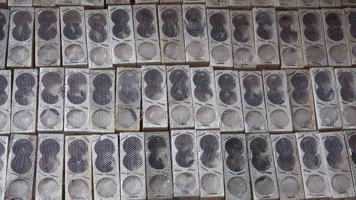 Kovanın 'kraliçesi' Türkiye'de: Sadece 5 kişi üretiyor