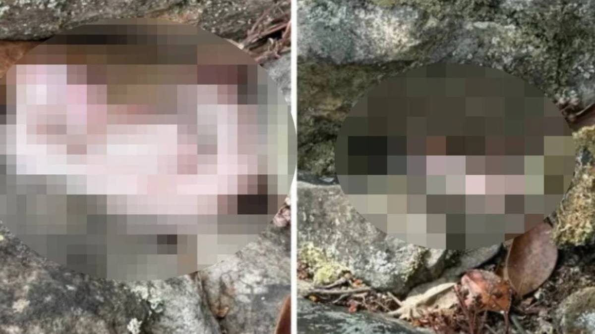 Böyle bir şeyi ilk defa göreceksiniz! Tarihi değiştirecek kare... Bu yılanı görünce bir daha uyuyamayacaksınız!