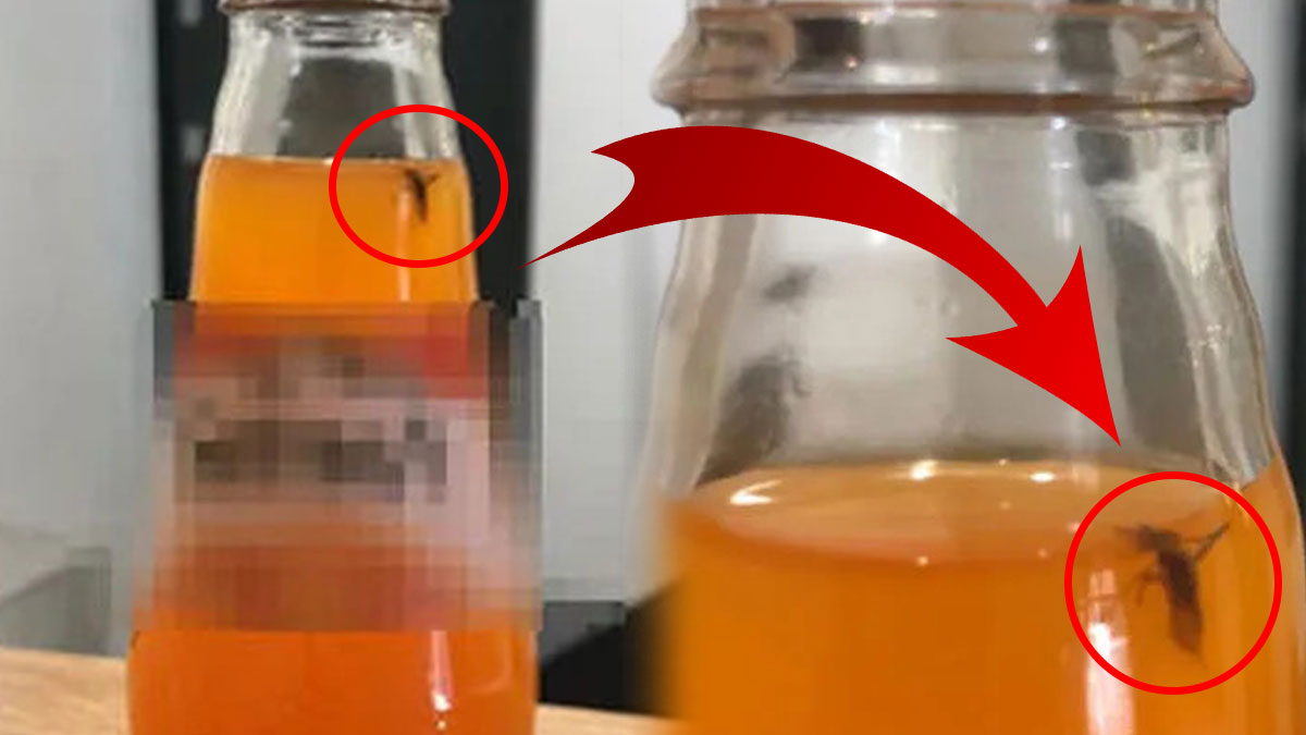 Gazoz şişesinden sinek çıktı, firmadan aldığı yanıt şoke etti! 'Sadece özür beklemiştim...'