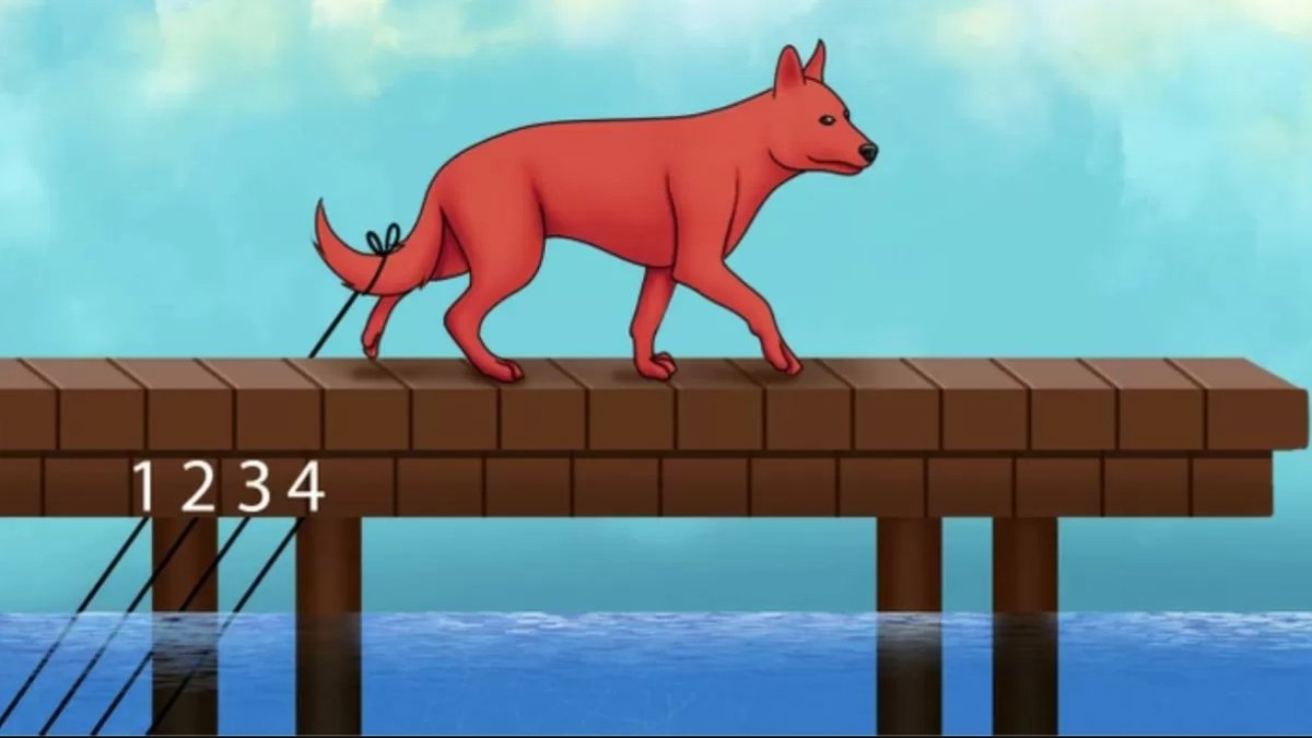 En basit IQ testi! Resimdeki köpeğin kuyruğuna hangi İpin bağlı olduğunu bulamayanlar düşük IQ'lu çıkıyor