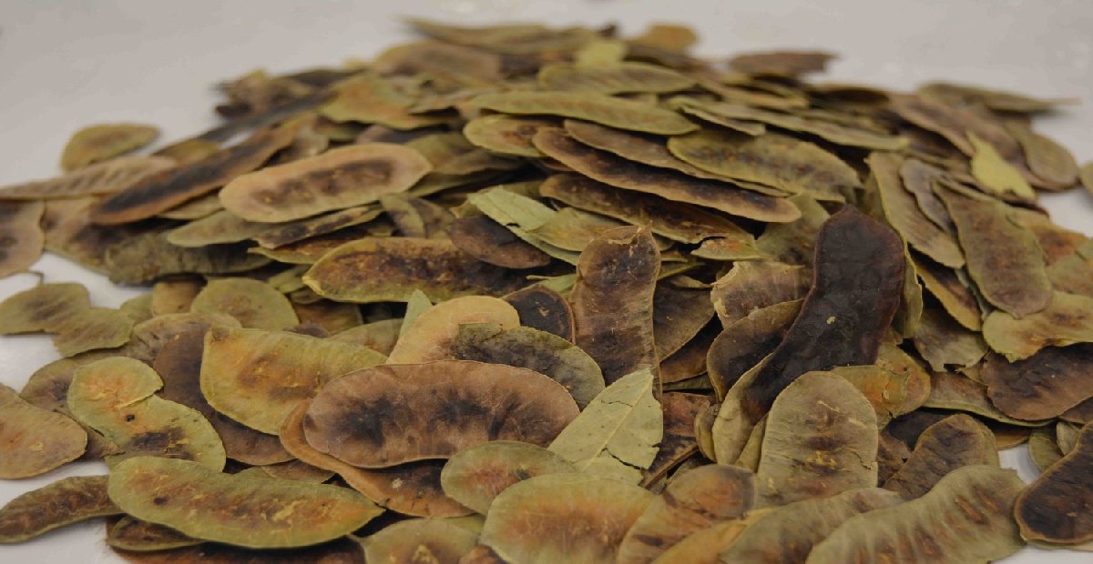 Bu otu tüketen iğne ipliğe dönüyor! Cayır cayır yağ yaktıran gizli formül açığa çıktı