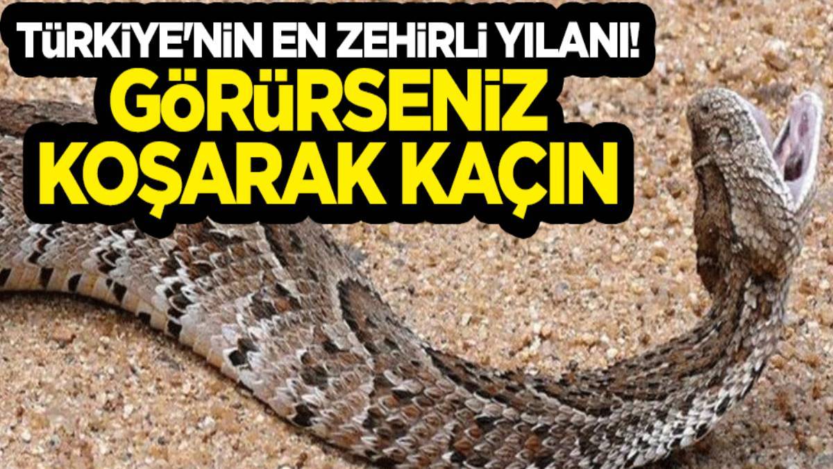 Burası Afrika değil Türkiye! Türkiye'nin en zehirli yılanı o ilimizde görüldü: Görünce bir daha oraya ayak basamayacaksınız!
