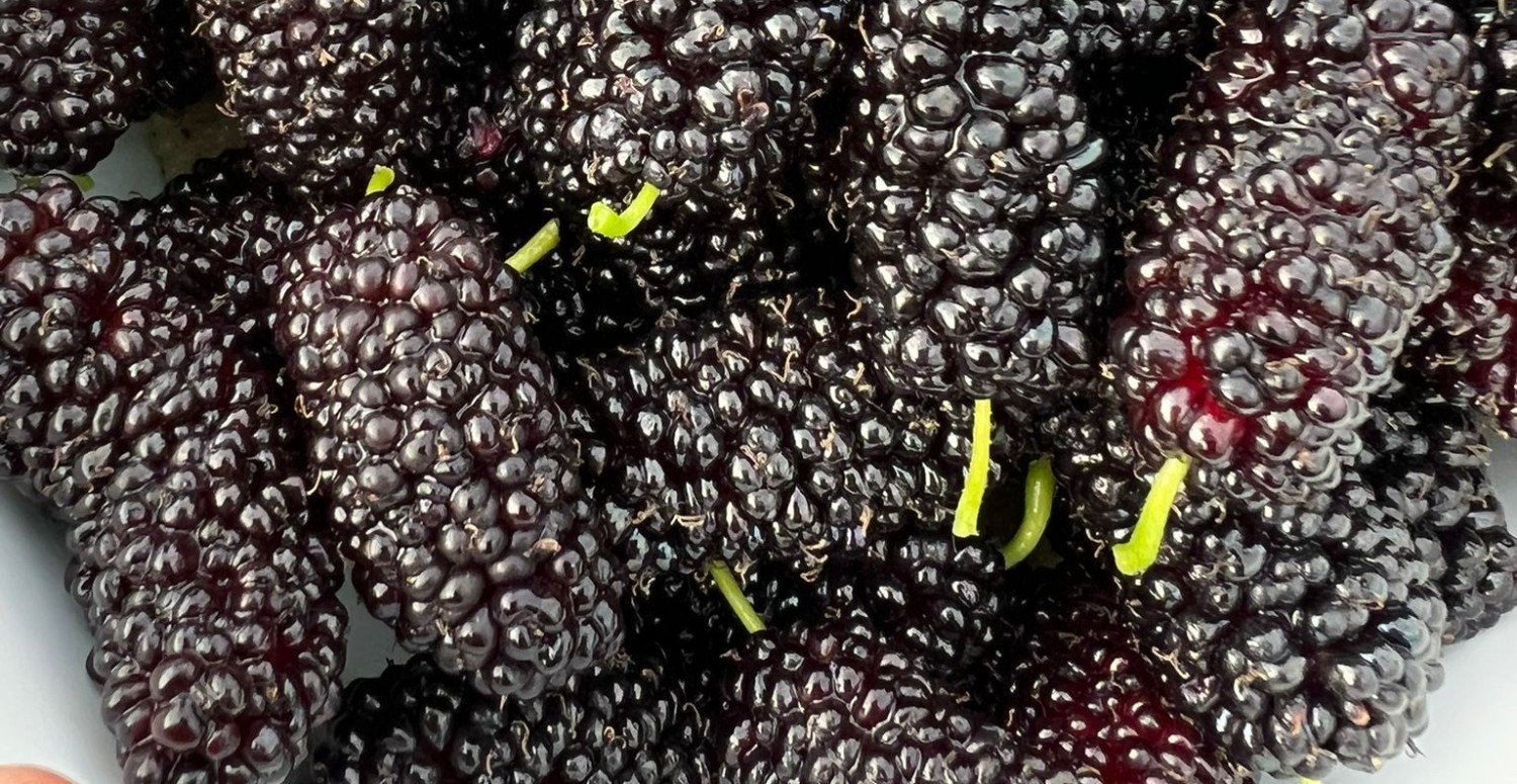 Bağırsaktan göz hastalıklarına her şeyin şifası onda! Bir kez tüketen doktor yüzü görmüyor