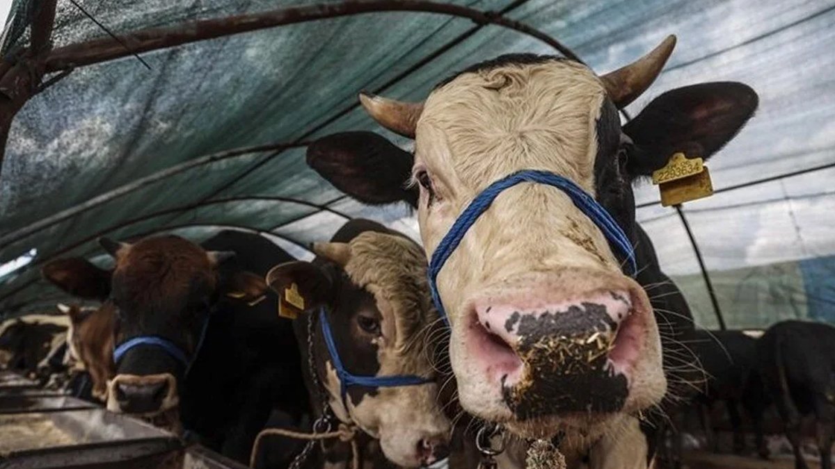 Kurban kesimine aykırı davrananlara ceza yağacak