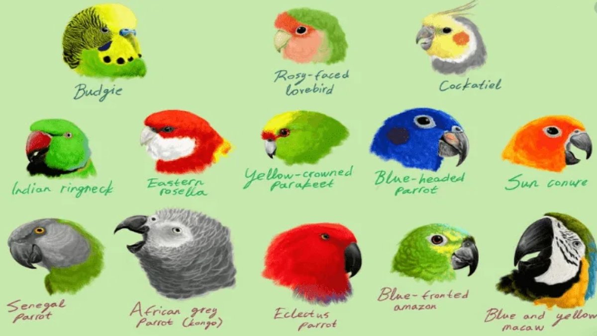 Papağan Çeşitleri: Renkli Dünyalarında Bir Gezinti