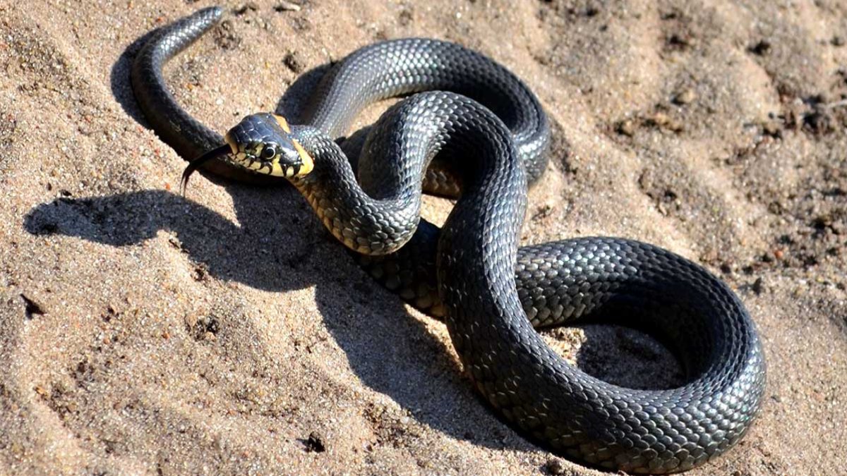 Rüyada Evde Yılan Görmek Anlamı ve Sembolizmi