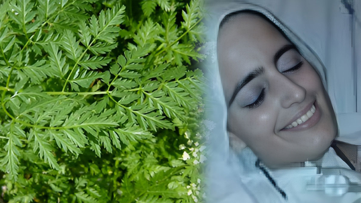 Bu otu yiyerek zehirlenip ölenlerin yüzünde kocaman bir gülümseme oluyor! Aman dikkat, maydanoza çok benziyor