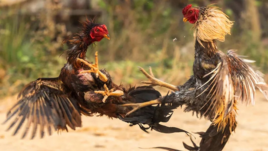 Alman Hint Horozlarını Koruma Derneği'ne ‘dövüş’ baskını