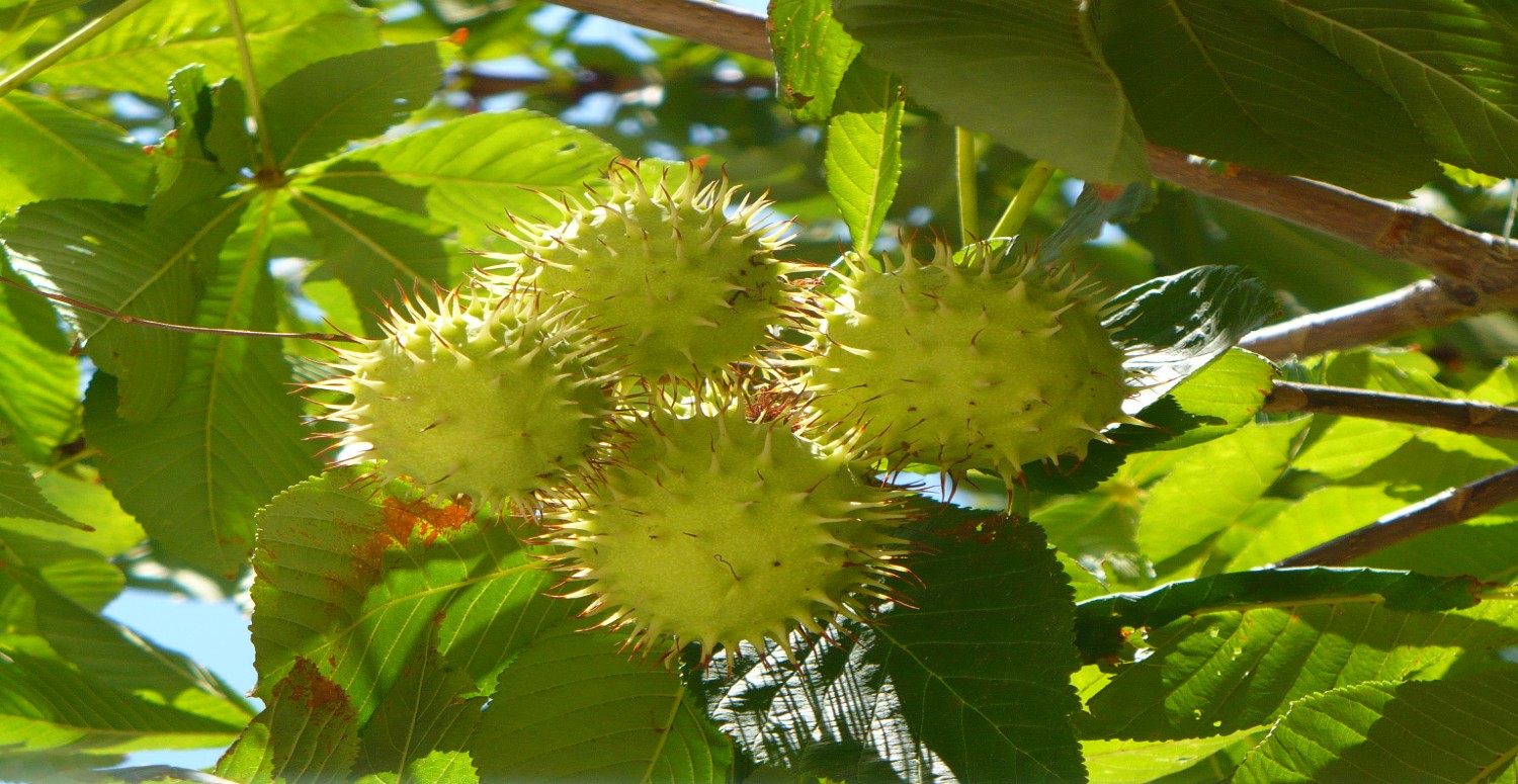 Yerlerde gördüğümüz o bitki tüm hastalıklara meydan okuyor! Ağrılardan şikayetçi olanlar evinden eksik etmeyecek