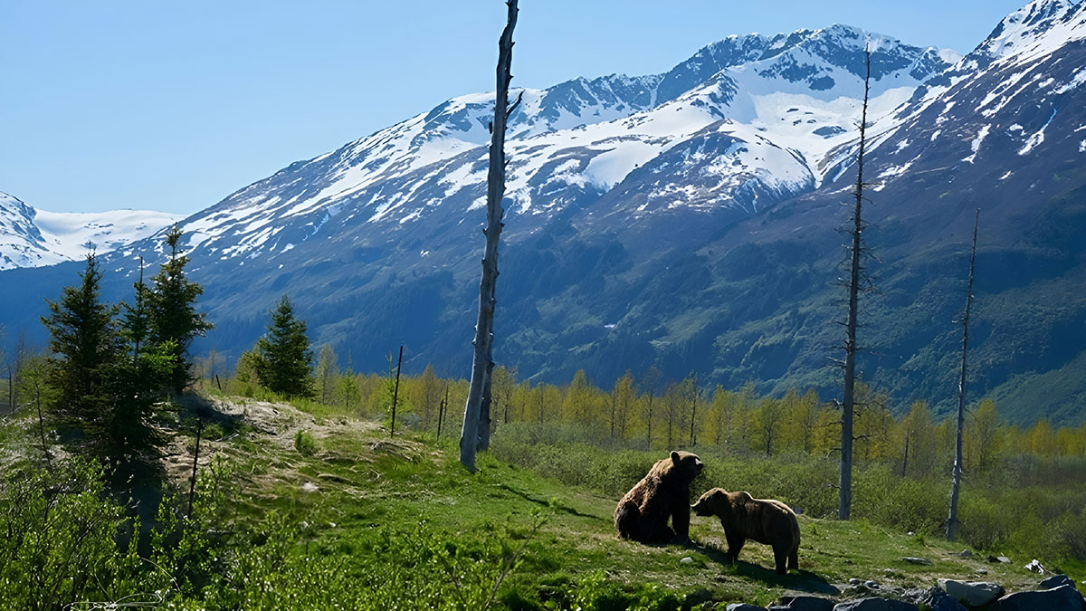 Böyle intikam hikayesi dizilerde yok! Ayının intikamı acı oldu