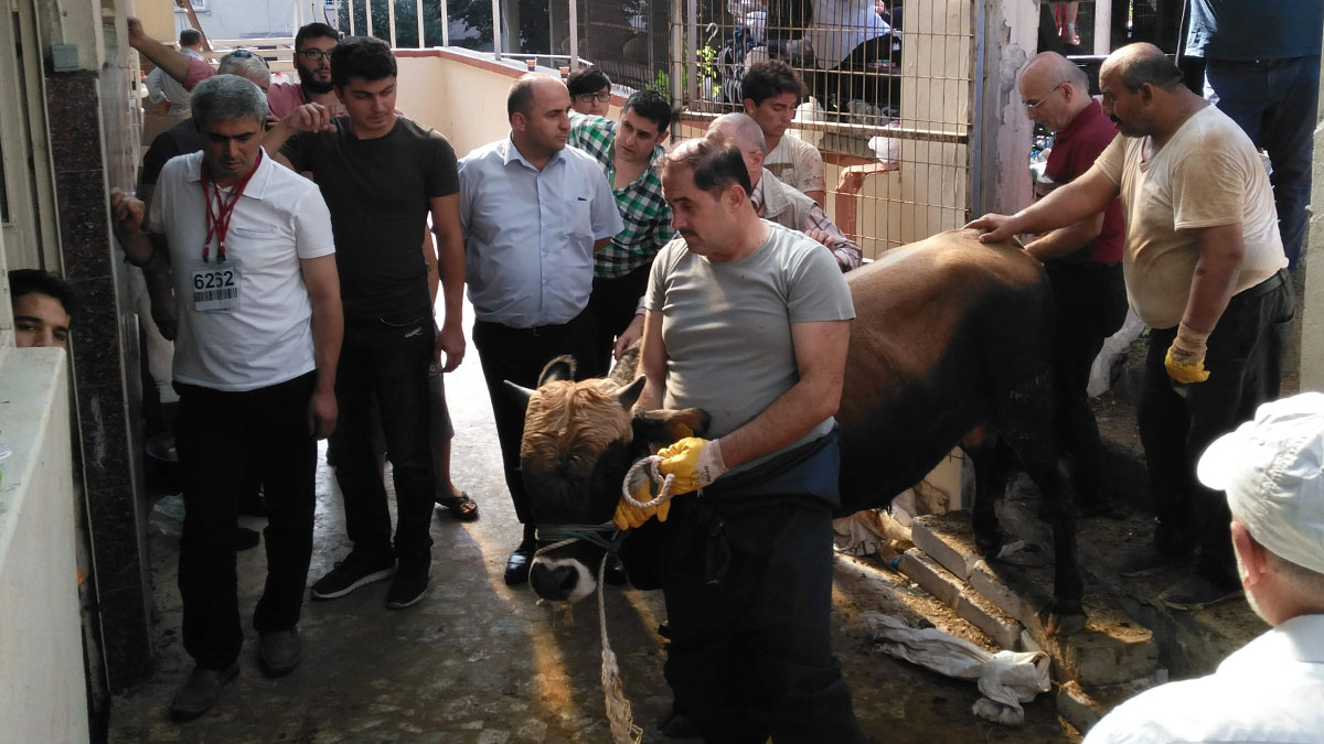 Kurban pazarlarında bu uygulama yasaklandı! Tarım ve Orman Bakanlığı resmen açıkladı