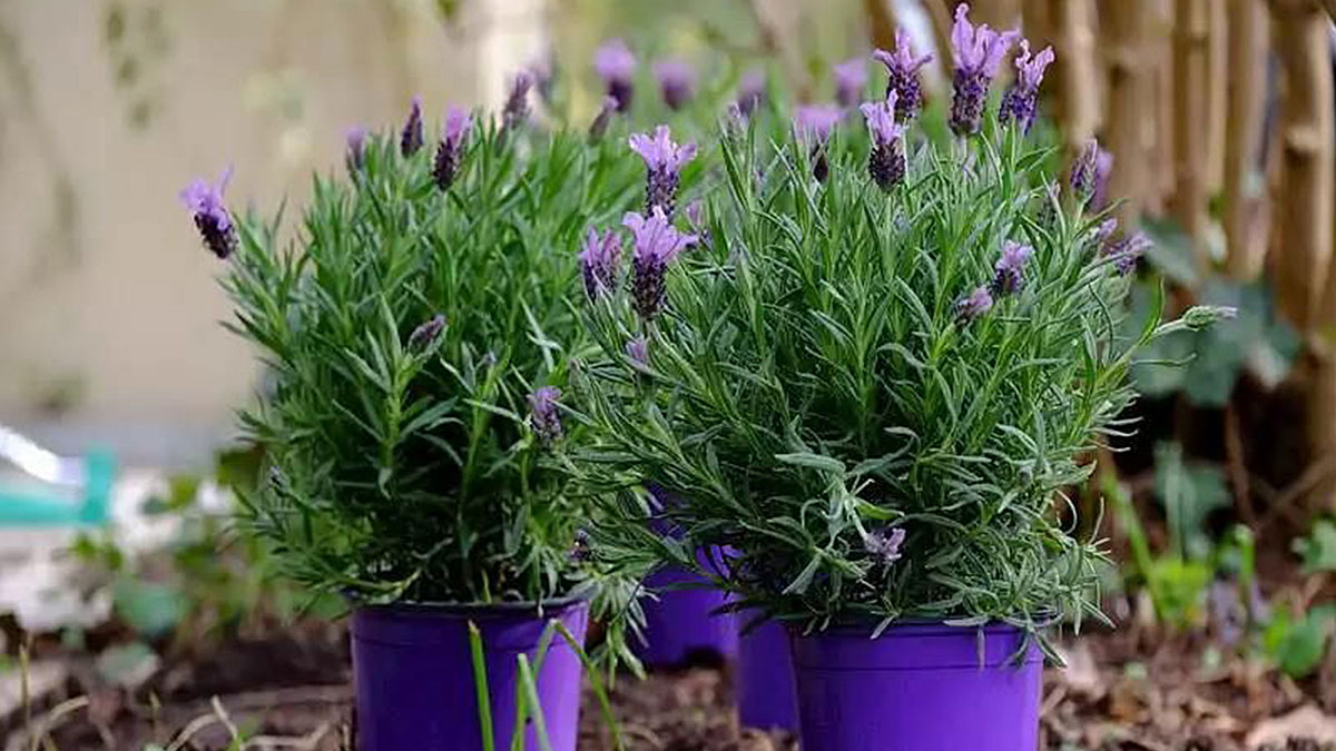 Bu çiçekler evin havasını temizliyor! Üstelik bakımı çok kolay, evinizi bahar havasına çeviriyor