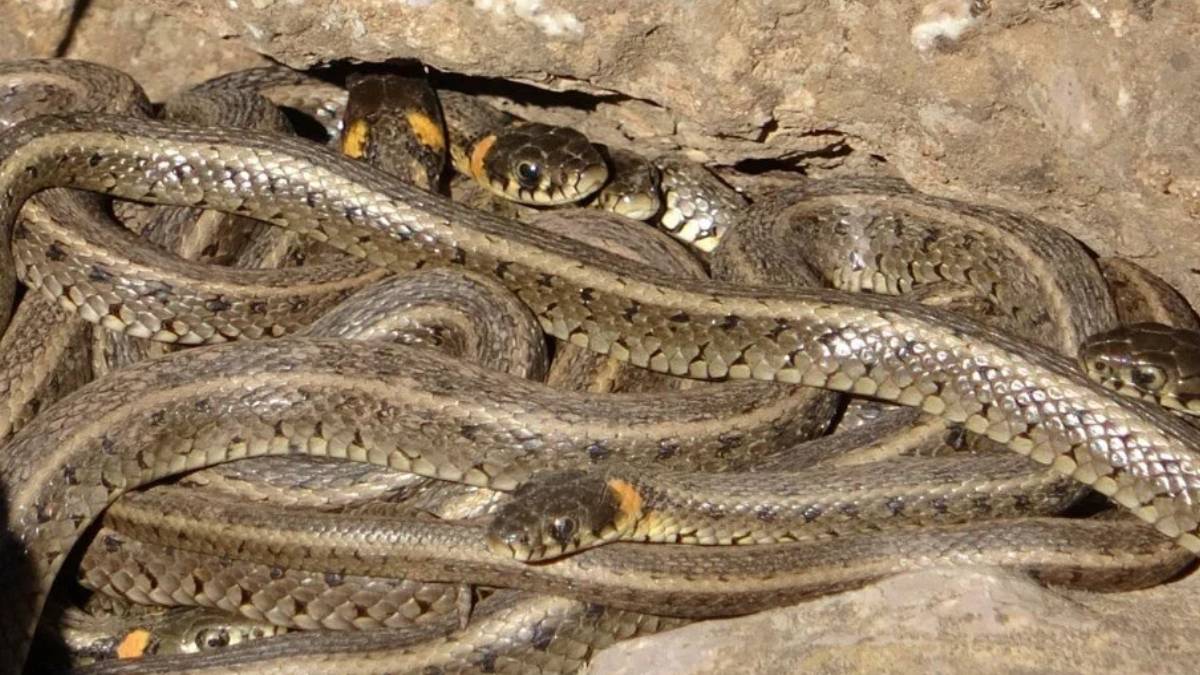 Türkiye'yi istila etmeye başladılar! Her taraftan çıkıyorlar... Dev yılanları görünce kaçacak yer arayacaksınız!