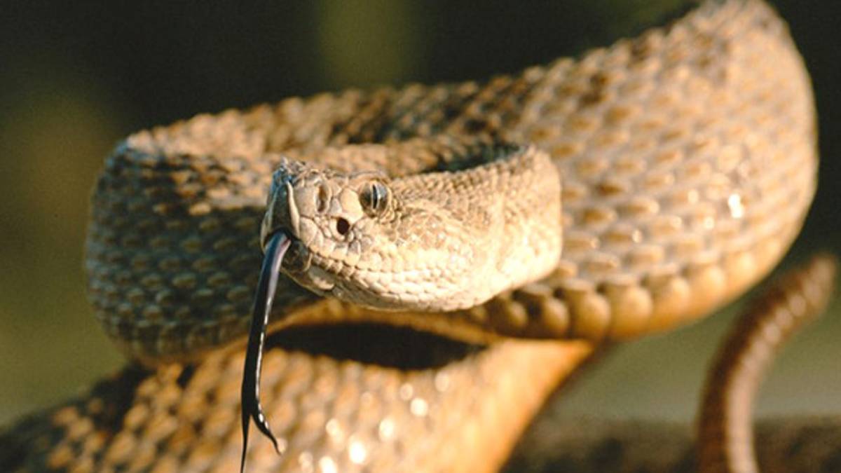 Öğle yemeklerini yiyen öğrenciler hayatının şokunu yaşadı! Yemeğin içinden çıkan yılanı görünce kaçacak yer arayacaksınız