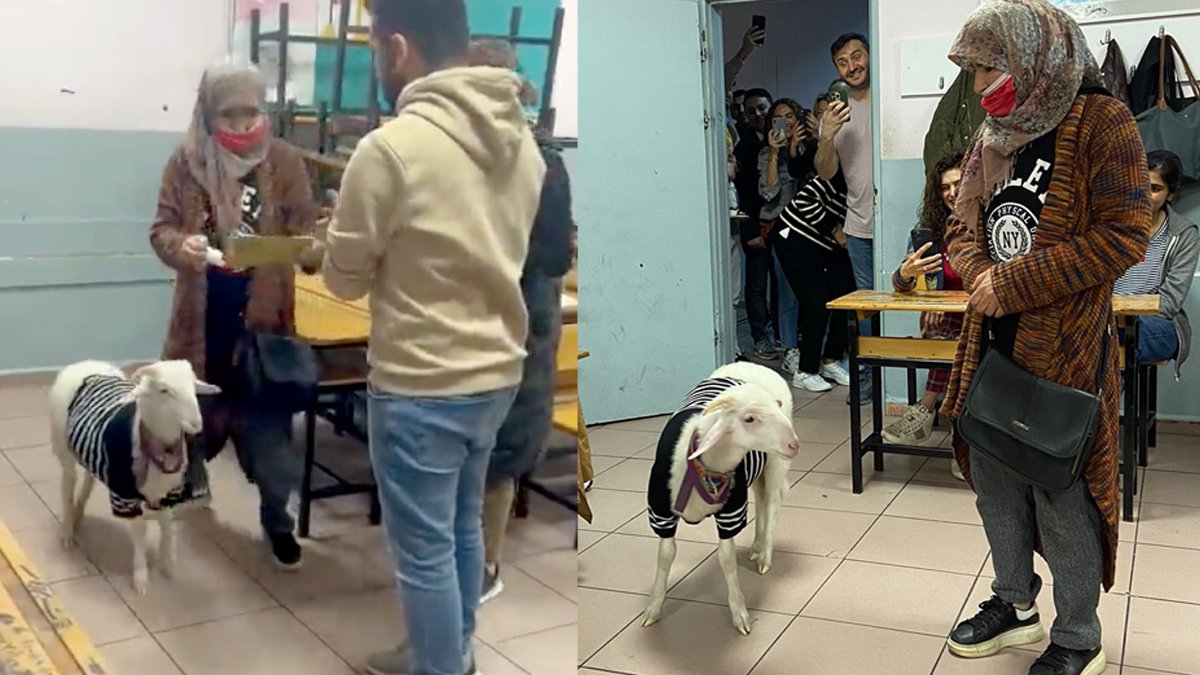 Sandık başında bir 'kuzu'