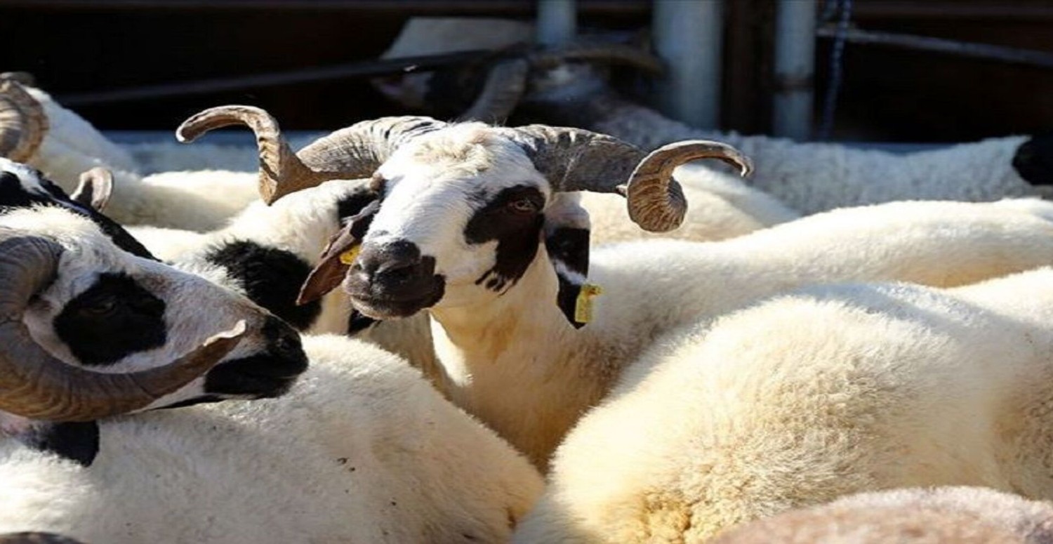 Kurban bayramına ramak kala kurbanlık fiyatları dudak uçuklattı! Hisse almak isteyenler bu miktarı gözden çıkaracak