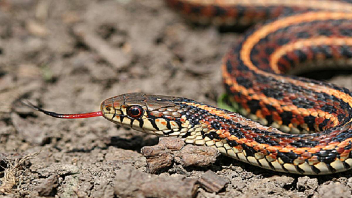 Burası Amerika değil Türkiye! Dev yılanı görenler yerinden fırladı: O ilimizde istila başladı!
