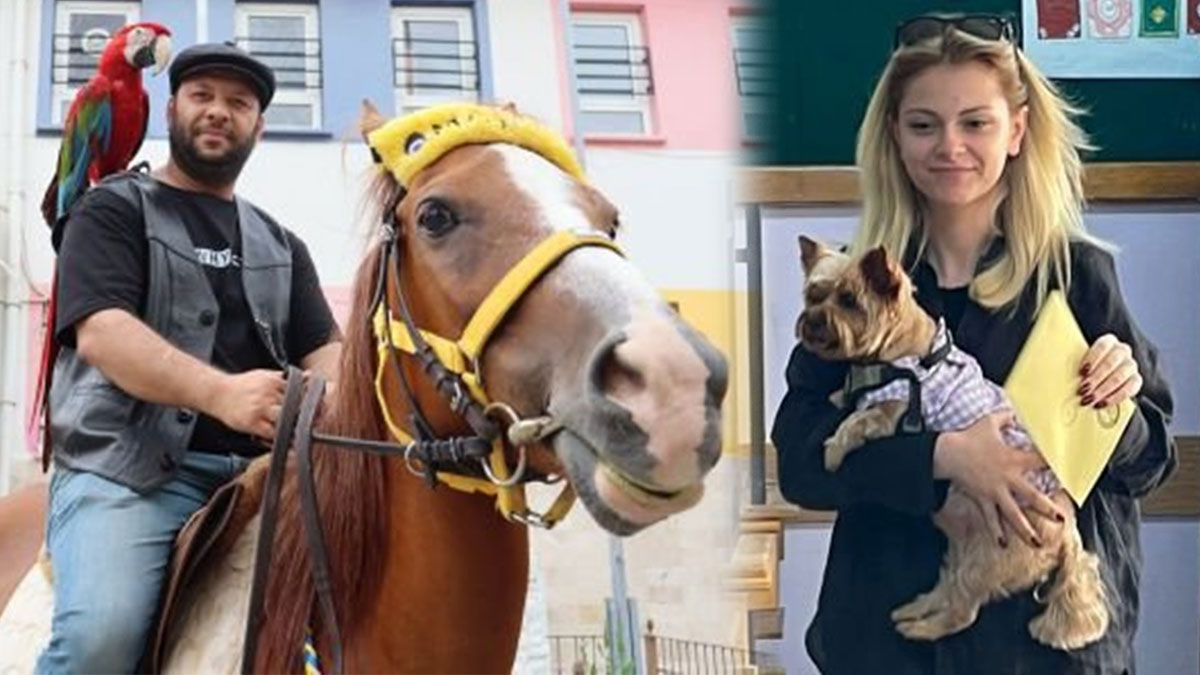 Oy vermeye at, kuzu, papağan, kedi, köpekle gittiler! O anlar sosyal medyada gündem oldu
