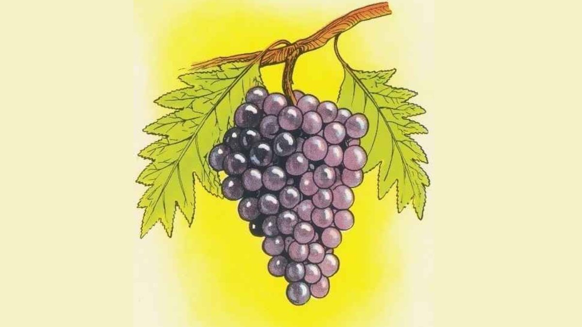 Bu üzüm resmindeki gizli mantık hatasını bulanların IQ seviyesi en az 140 çıkıyor! Şimdi zekanı test et