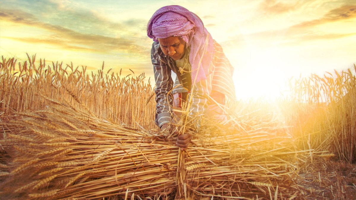 Bakan Kirişçi'den buğday açıklaması geldi! 2023 Buğday taban fiyatları açıklanacak: O tarihte çiftçiler hazır olsun...