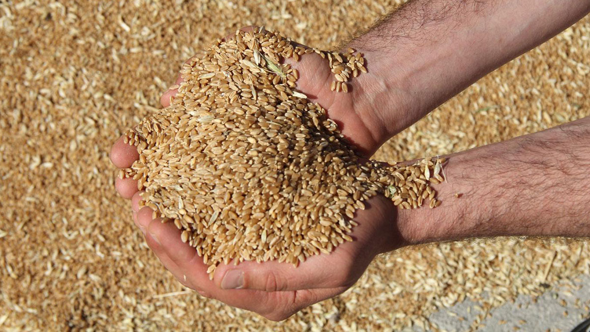 Çiftçiye müjde 2023 buğday taban alım fiyatları açıklanıyor Çiftçileri yakın
