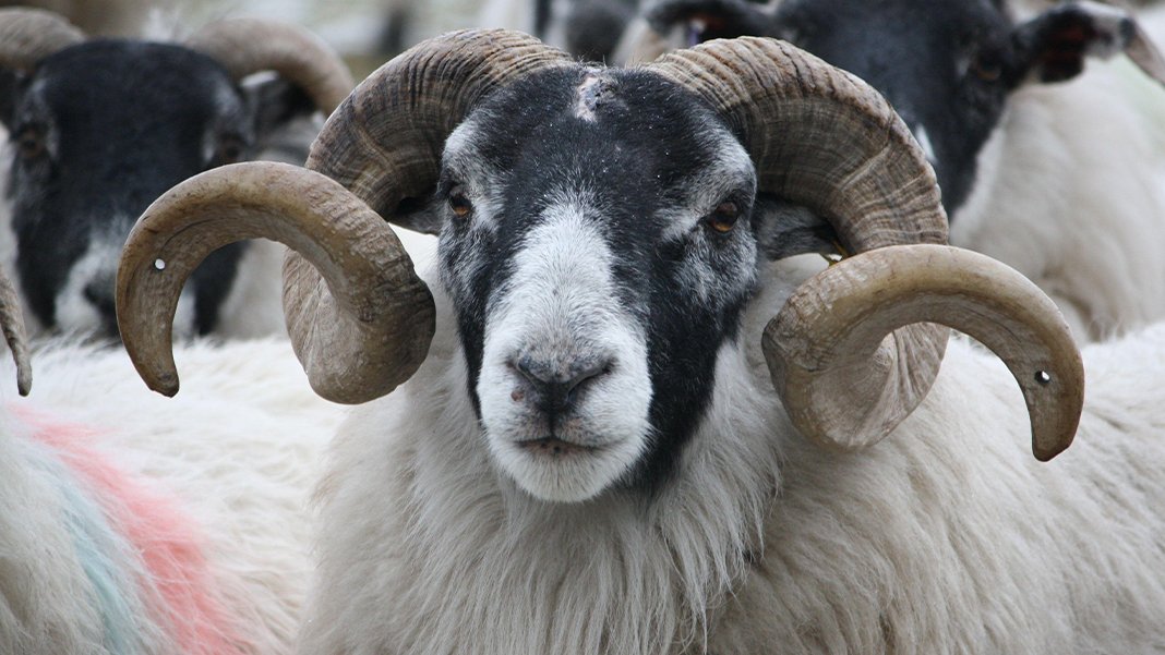 Kurban fiyatları da uçtu: Bir yılda yüzde 150'lik artış