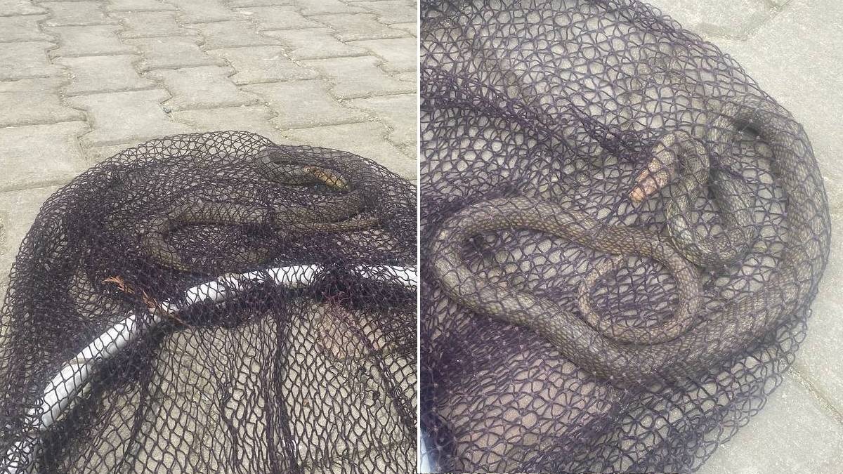 İstila başladı! Yılan paniği her yerde: Bankta oturan vatandaşlar birden yerinden fırladı