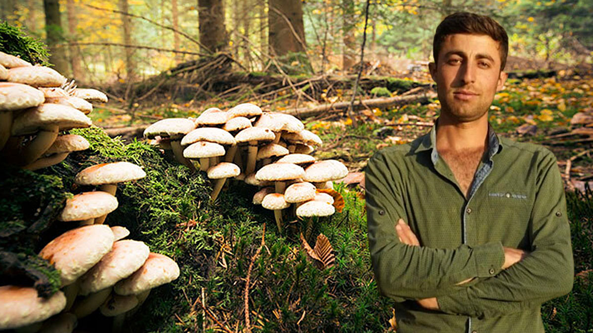 Mantar toplarken yaptığı hata canından etti! Mantar toplarken sakın bu hataya düşmeyin