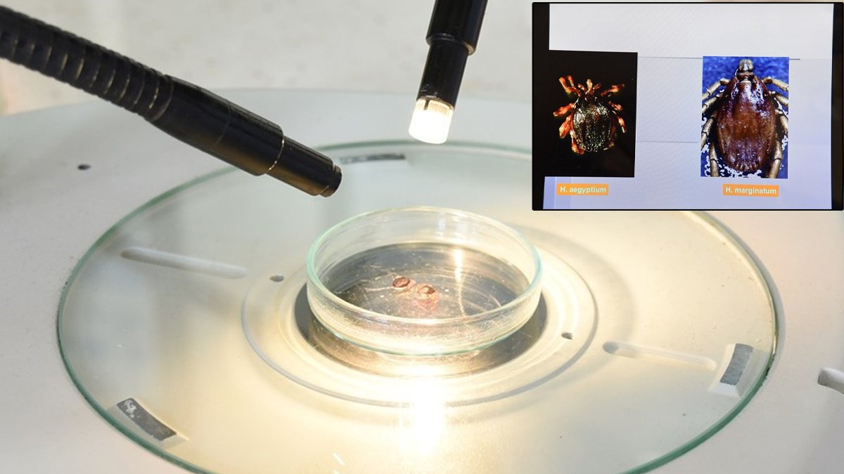 'Gölgemiz ve kokumuzla aktifleşiyorlar': Havalar ısındı tehlike ortaya çıktı