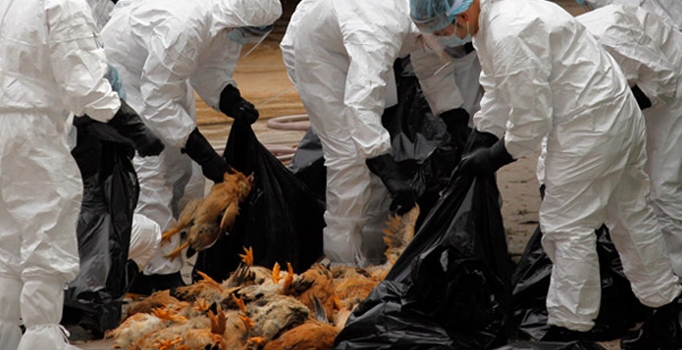 Kayseri'de 70 bin tavuk itlaf edildi