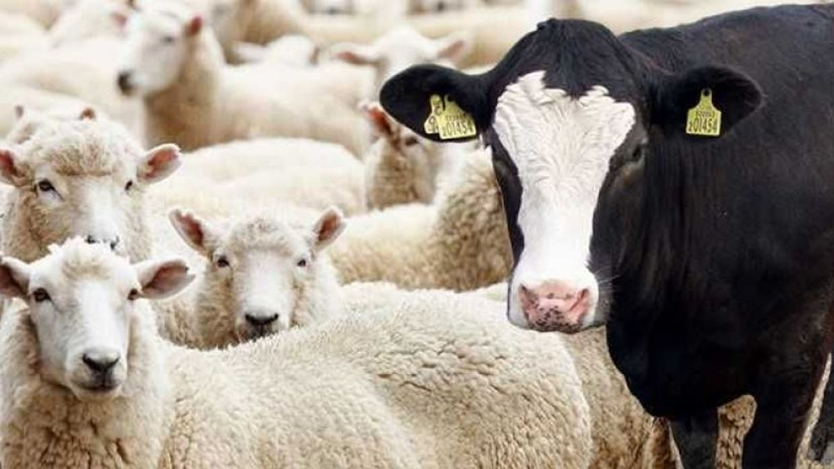 Kurbanlık fiyatları dudak uçuklatıyor! Fiyatı gören kesmekten vazgeçiyor: Kurban Bayramı tatili kaç gün olacak?