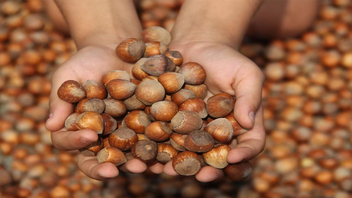 Fındık tezgahları alev aldı! Fiyatı gören koşarak uzaklaşıyor: Haziran ayı güncel fındık fiyatları...