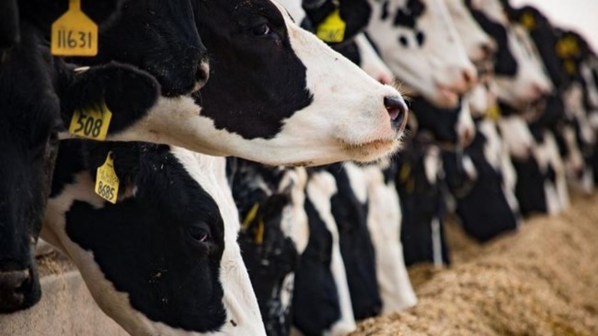 O illerde ücretsiz küçükbaş hayvan dağıtılacak! Kurban bayramı öncesi duyuruldu: Şartlar açıklandı