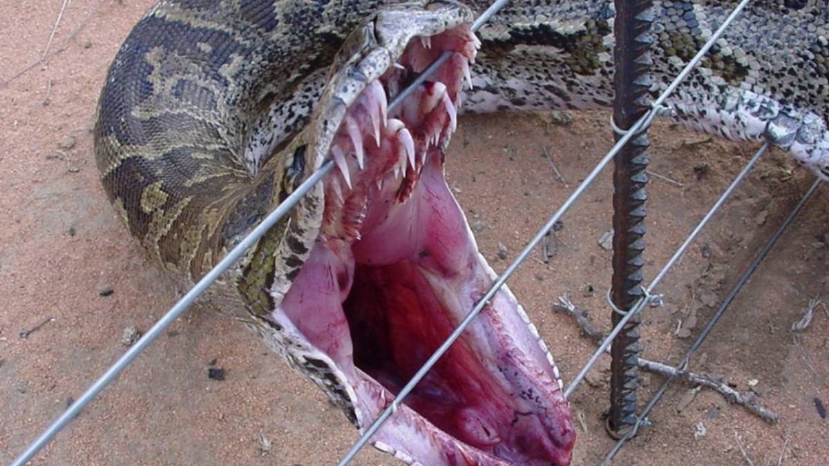 Burası Amerika değil Türkiye! Topraktan çıkan dev yılan çiftçiyi tek hamlede hastanelik etti: Uzmanlar uyardı, istila başladı!