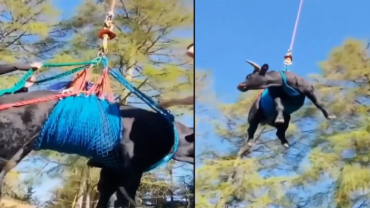 Şaka değil gerçek! Kavganın ardından bacağı kırılan ineği helikopterle kurtardılar