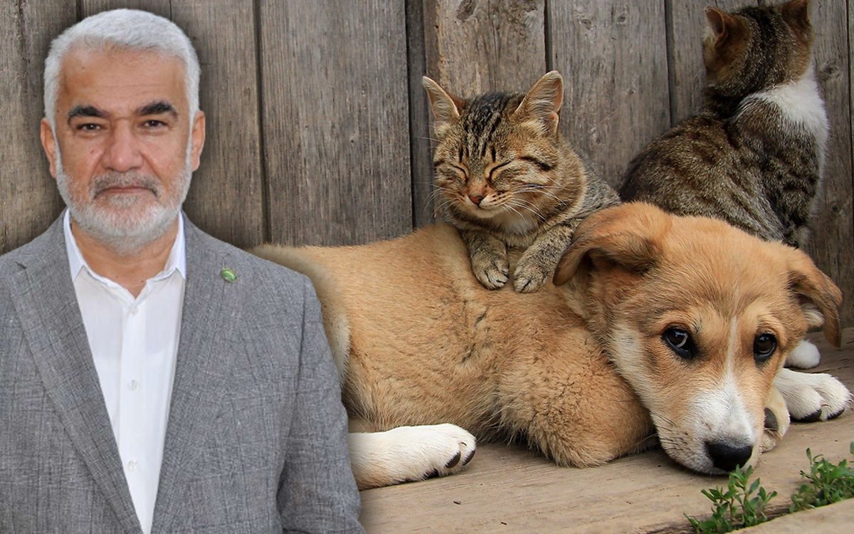 HÜDA PAR liderinin sokak hayvanları çıkışı tepki çekiyor