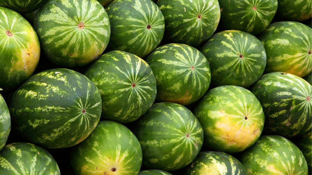 Karpuz fiyatlarında flaş değişiklik! Tarlada farklı, markette farklı: Zincir marketler harekete geçti