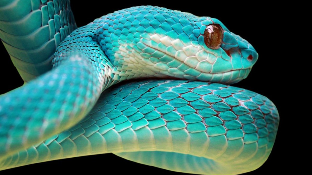 Zehirsiz Yılan Türleri: Doğanın Zararsız Mucizeleri