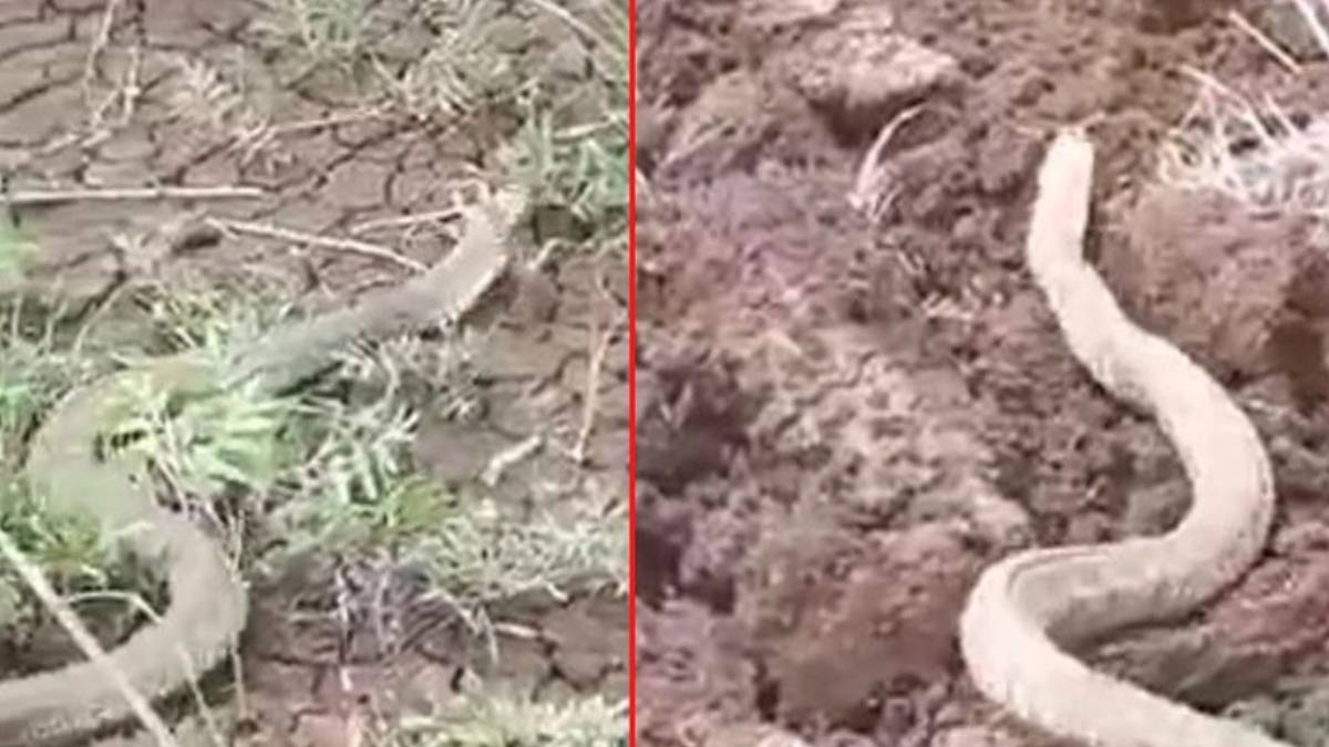 Türkiye'nin en zehirli yılanı! Daha önce hiç böylesini görmediniz, tek ısırığı ile felç ediyor: İstila başladı!