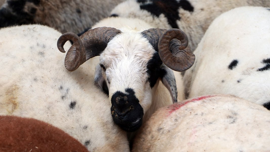 Kurban kesecekler dikkat! Hayvanlar karantinaya alınmalı
