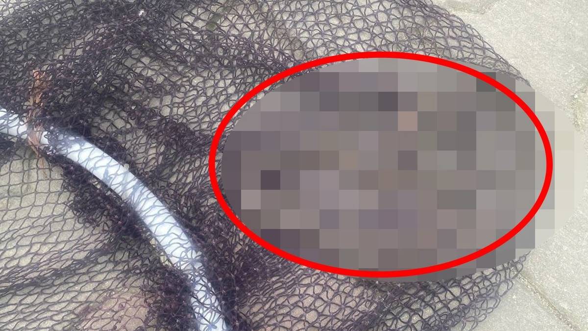 Burası Meksika değil Türkiye! Yetkililer onu fileyle yakaladı... Gördüğünüz gibi kaçın o ilimizde istila başladı!