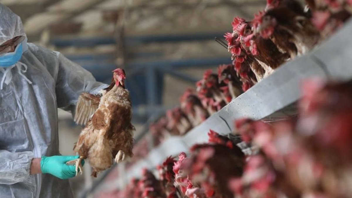 Bilim insanlarından ‘kuş gribi’ uyarısı: Virüs hızla değişiyor