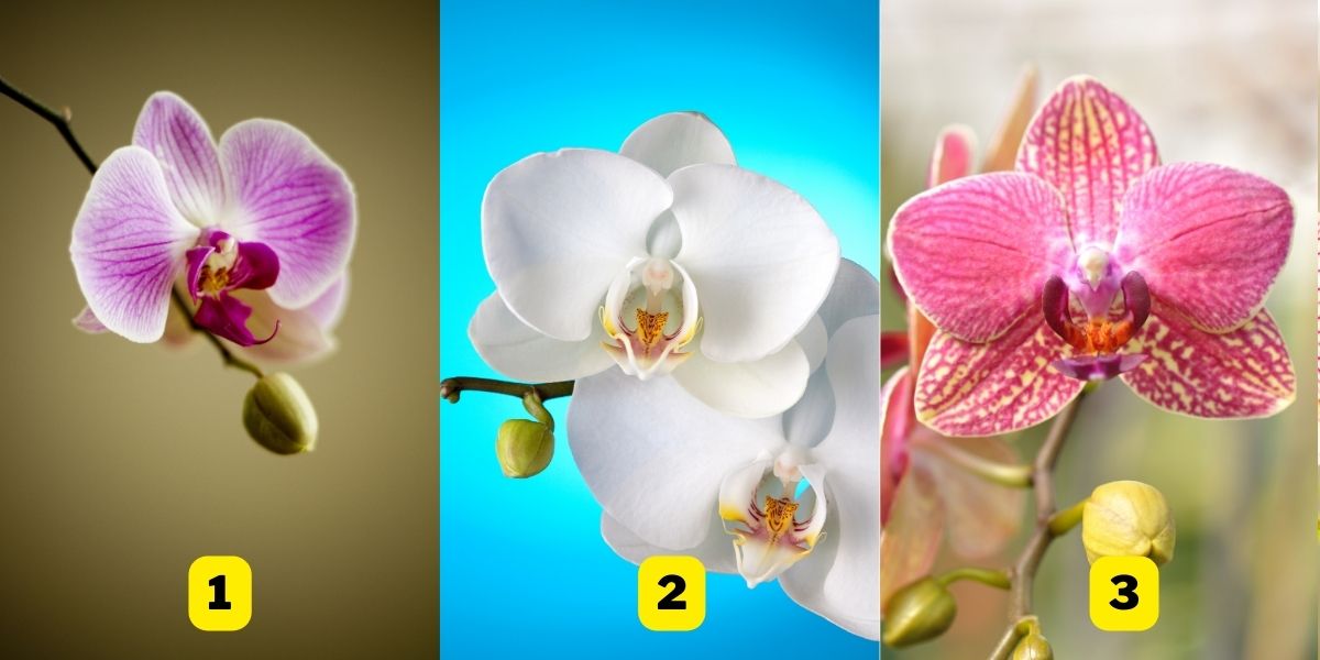 Kişilik testi Orkide seçiminiz güven seviyeniz hakkında ne gösteriyor