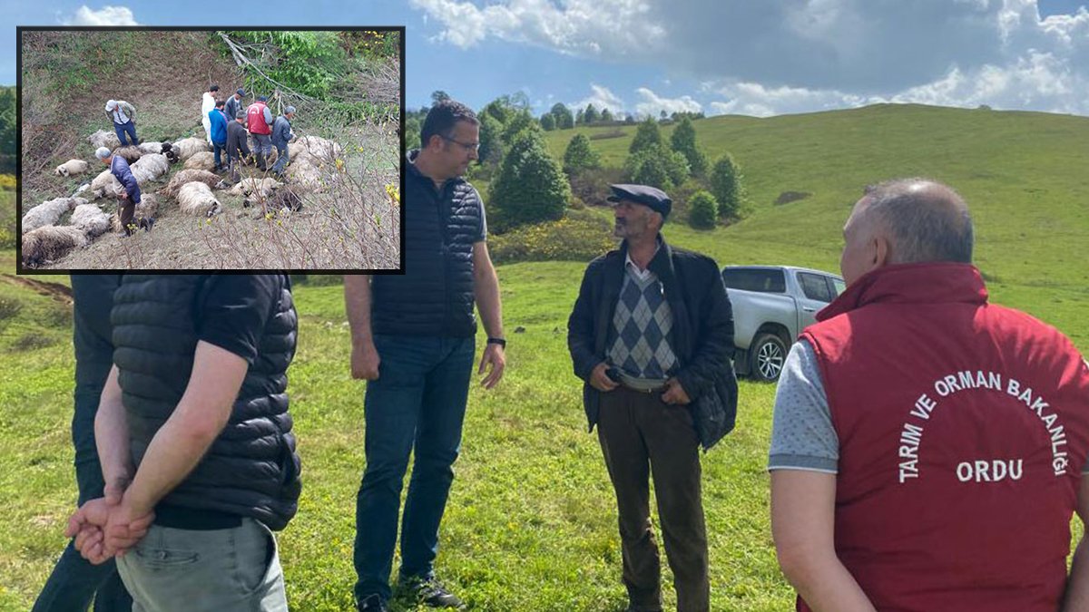 Gece sesleri duyunca havaya ateş açtı: Ayılar 76 koyunu öldürdü