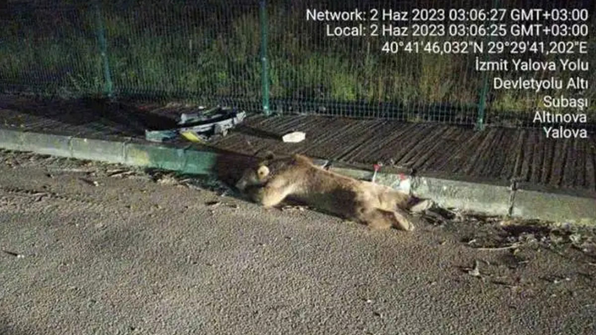 Taksici, yoldan karşıya geçen ayıya çarptı! Yaralanan ayı hastaneye kaldırıldı, o anları izleyenler gözyaşlarını tutamadı