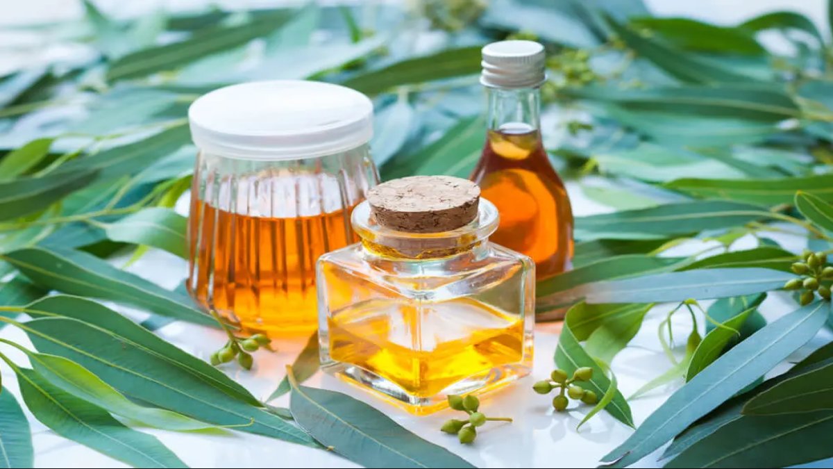 Okaliptus Yağı: Doğal Bir Güç Kaynağı